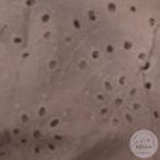 Fáradt mályva madeiera (Aa619