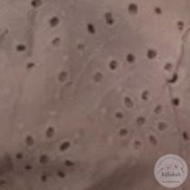 Fáradt mályva madeiera (Aa619