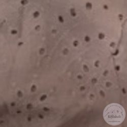 Fáradt mályva madeiera (Aa619